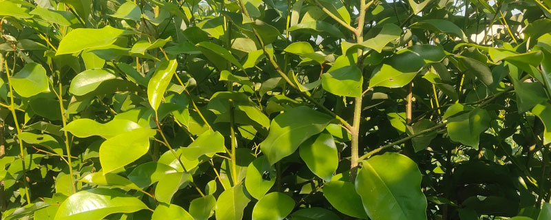 安徽适合种植什么名贵树木