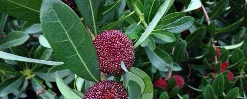 六月适合种植什么水果