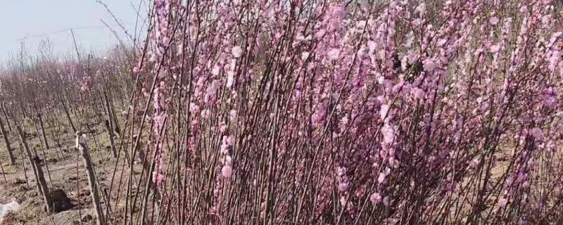 黑龙江适合种植什么观赏树