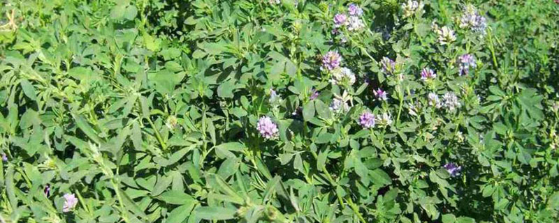 河北适合种植什么牧草 河北适合种植什么牧草