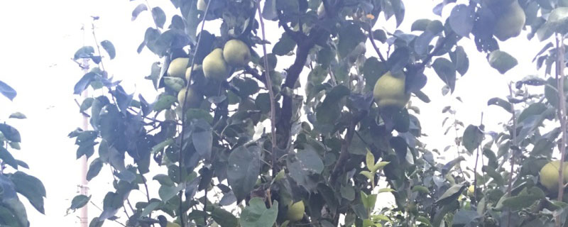 河北适合种植什么果树