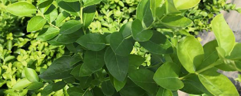 黑龙江适合种植什么牧草 黑龙江适合种植什么牧草