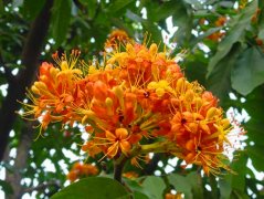 花卉与健康 无忧花药用价值