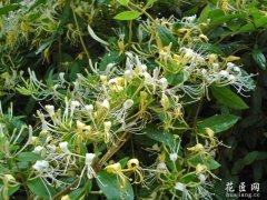 花卉与健康 山银花药用价值
