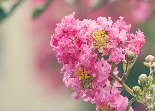 蒜香藤花期是什么时候