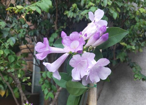 蒜香藤一年开几次花