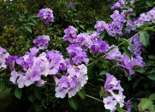 蒜香藤耐寒吗