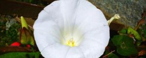 月光花的养殖方法