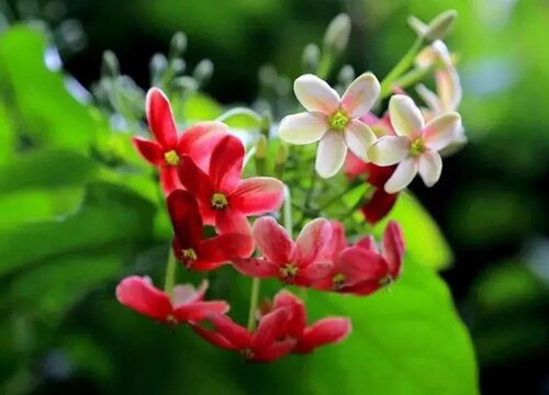 使君子一年开几次花