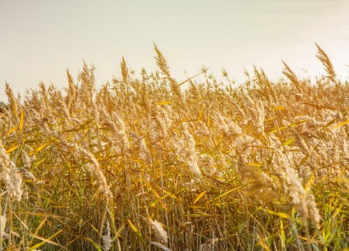 芦苇属于什么植物类型