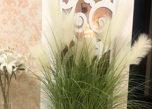 芦苇长什么样子