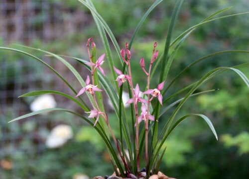 建兰开花后怎样管理