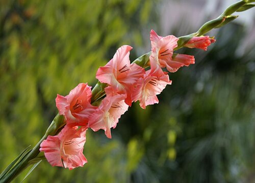 唐菖蒲花期是什么时候