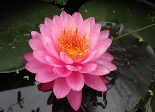 睡莲花骨朵的样子 养多久开花