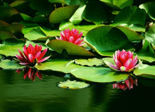 睡莲属于什么植物类型