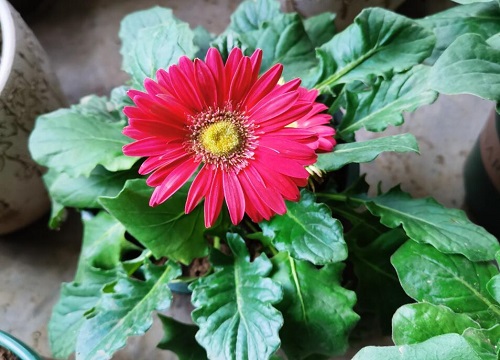 非洲菊一年开几次花