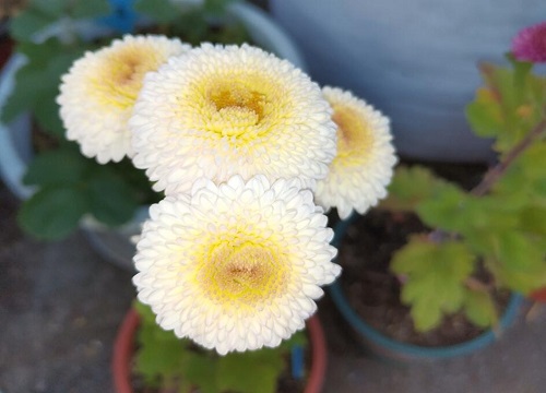 不同颜色非洲菊的花语