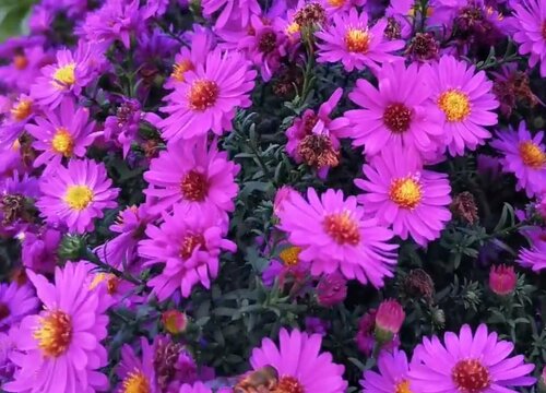 荷兰菊花一年开几次花