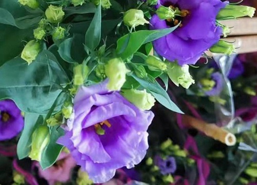 洋桔梗几年生植物