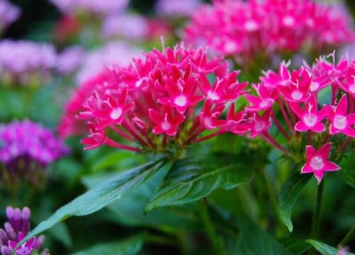 繁星花是多年生吗