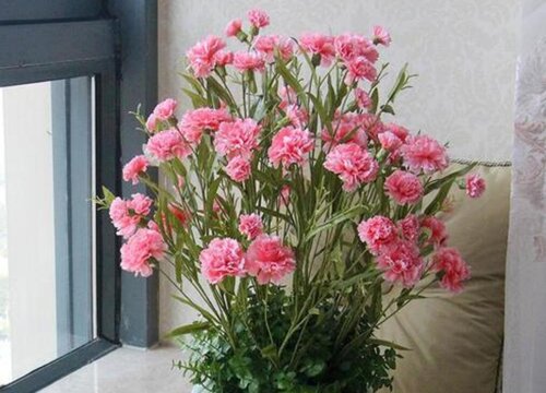 麝香石竹一年开几次花