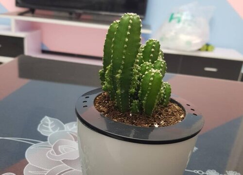 多肉植物烂根的原因