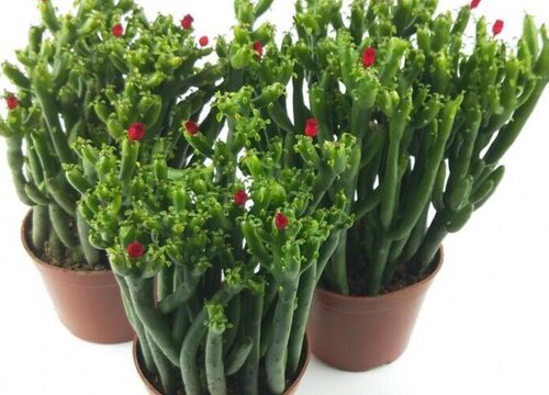 多肉植物珊瑚棒冬季养殖须知