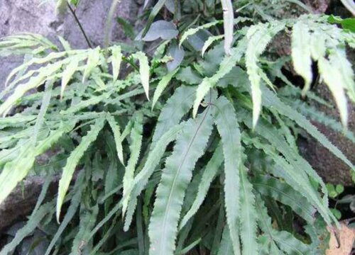多肉植物金鸡尾叶片发红的原因与解决方法