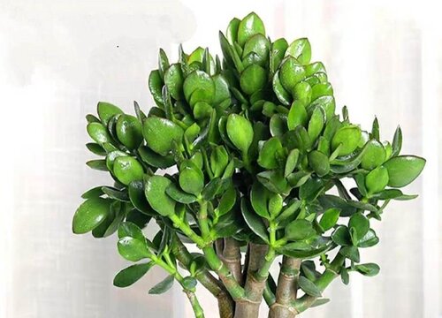 春季玉树怎么修剪株型更紧凑