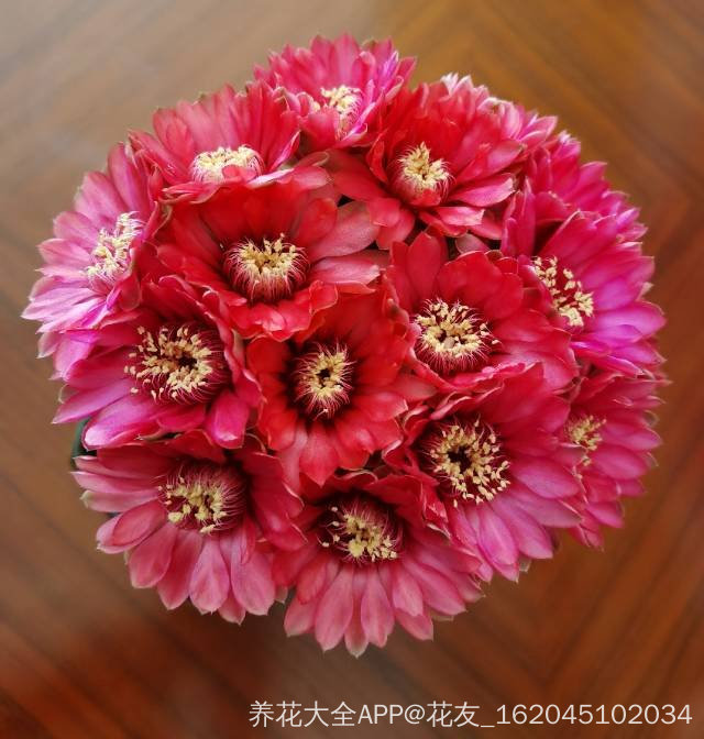 假昙花开花一片火红