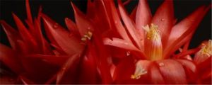 假昙花