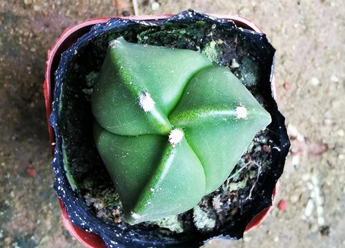 鸾凤玉花期多长时间