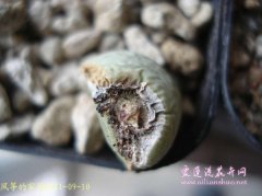 番杏科多肉植物烂根怎么处理？