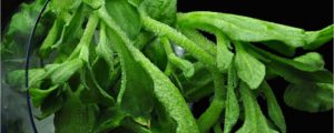 非洲冰草
