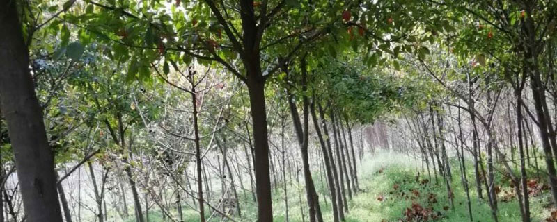 红叶石楠树现在市场价多少