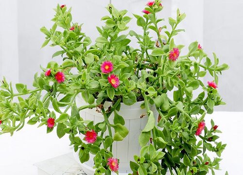 牡丹吊兰花期是什么时候