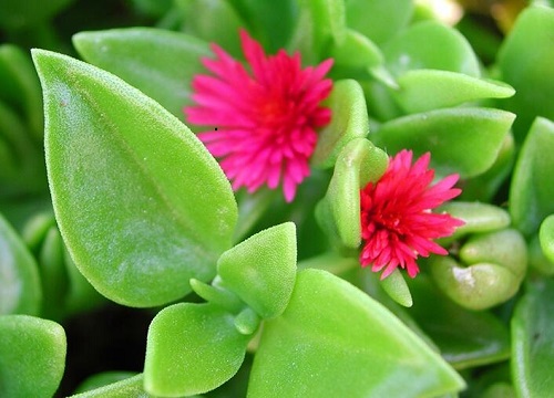牡丹吊兰花期多长时间