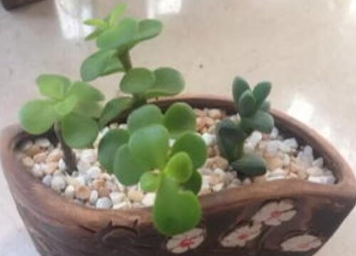 夏季如何养金枝玉叶可以安然度夏