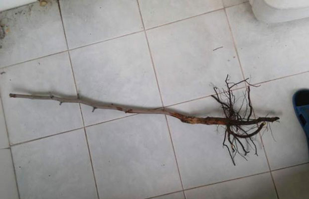 二十余年的资深购苗人深度总结不良苗商各种套路.jpg