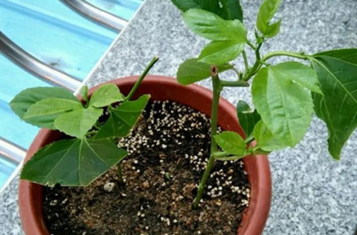src=http___p.shancaoxiang.com_2019_0402_000106xznu948yi999m20k.png&refer=http___p.shancaoxiang.webp_副本.jpg