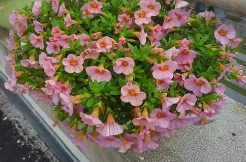 u=2945603687,2694880573&fm=26&fmt=auto.webp_副本.jpg