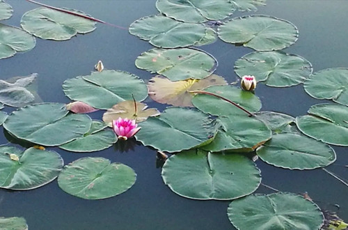 src=http___imghua.huabaik.com_tukuimgs_399_20200923140216_361854.jpg&refer=http___img.huabaike.webp_副本.jpg