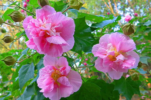 src=http___img.aiyidu.com_forum_201510_25_104206gnjkjkz4lg1zoglo.jpg&refer=http___img.aiyidu.webp_副本.jpg