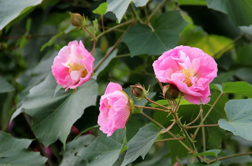 src=http___img.zcool.cn_community_01923a59e8008aa801202b0c7aef3c.JPG@1280w_1l_2o_100sh.jpg&refer=http___img.zcool.webp_副本.jpg