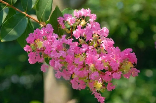 u=1856447161,3543317733&fm=253&fmt=auto&app=138&f=JPEG.webp_副本.jpg