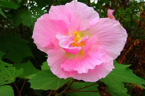 u=3055574744,850622438&fm=253&fmt=auto&app=138&f=JPEG.webp_副本.jpg