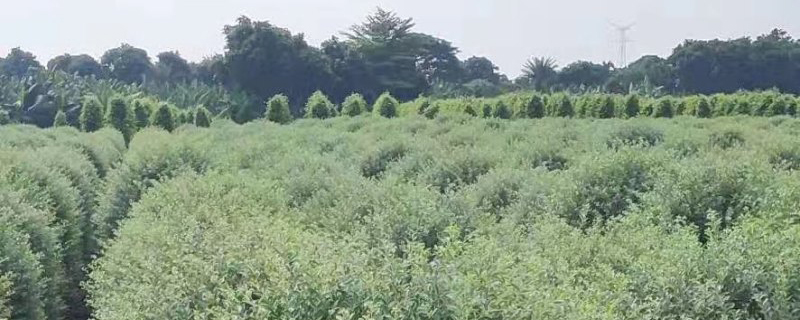 福建银姬小蜡球基地实拍图