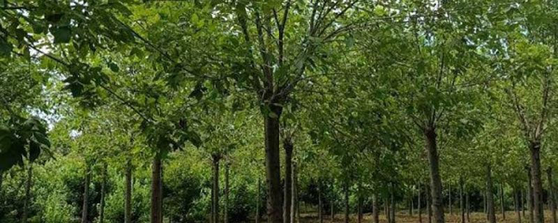 速生白蜡价格多少钱一棵 速生白蜡价格多少钱一棵