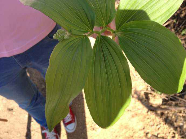 山糜子