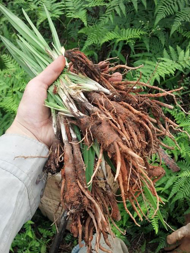 仙茅